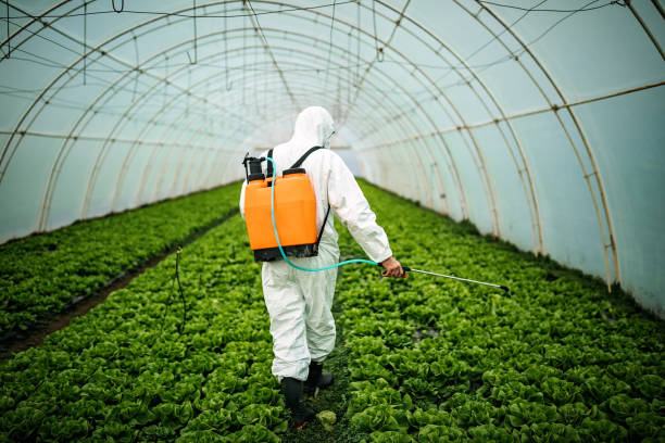 Best Pest Removal Services  in Hidalgo, TX