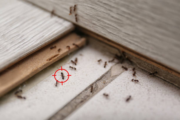 Best Insect Control  in Hidalgo, TX