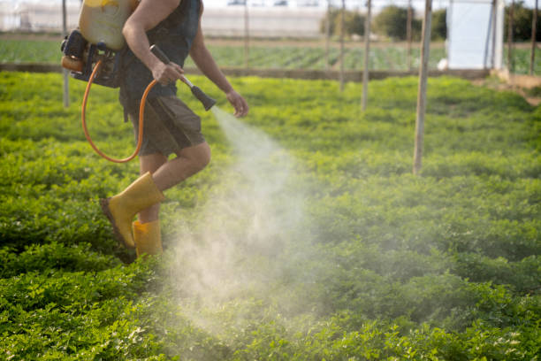 Best Commercial Pest Control Services  in Hidalgo, TX