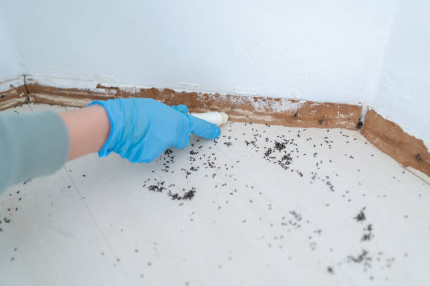 Trusted Hidalgo, TX Pest Control Experts
